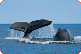 humpback-whale-hawaii