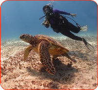 scuba turtle