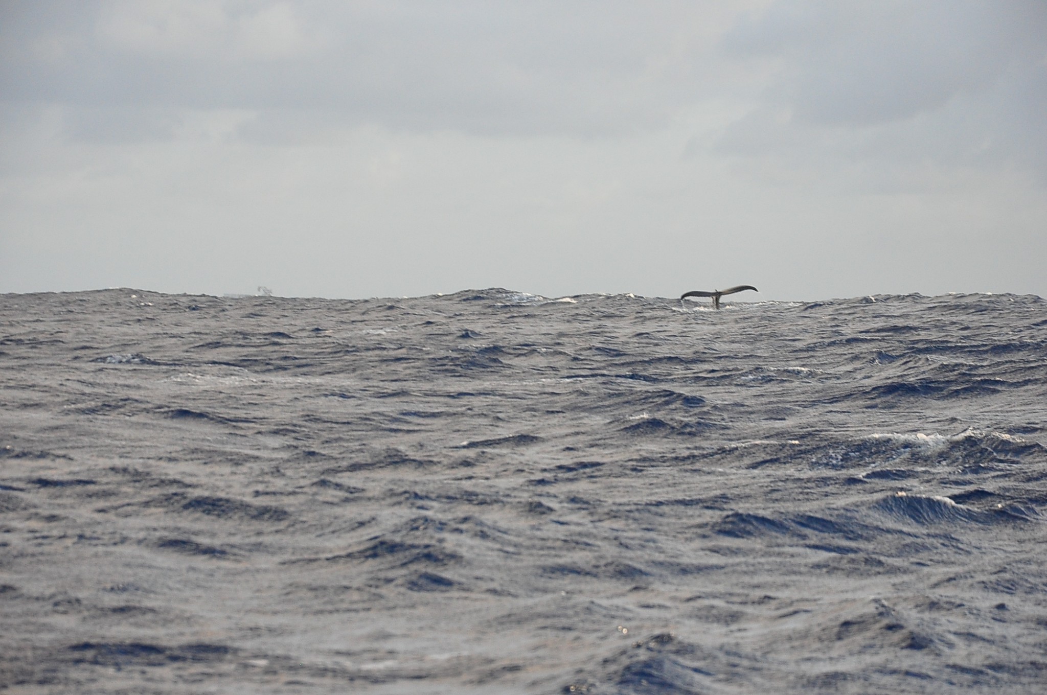 Wispy Whales 3/16/2014
