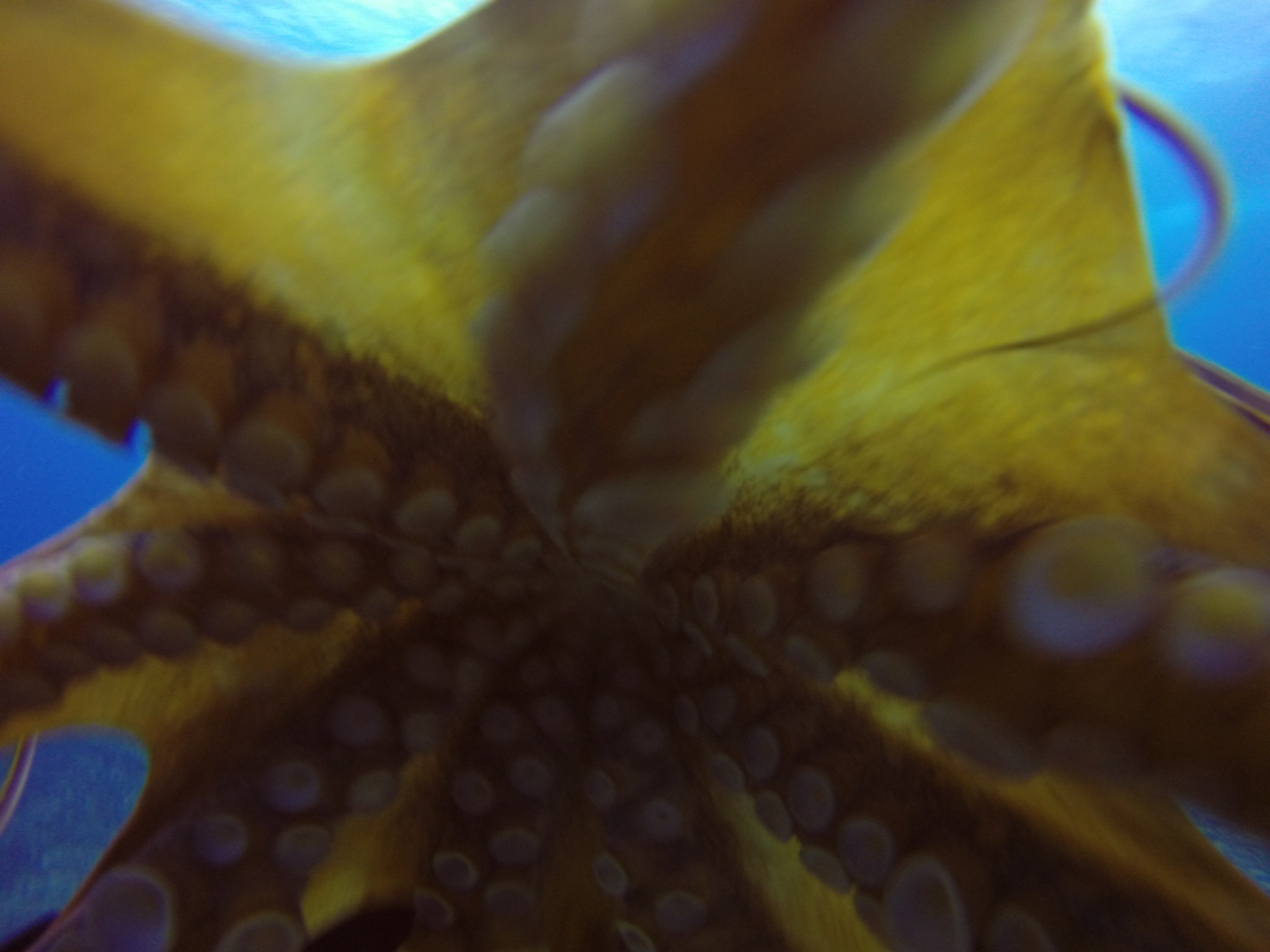 DIVE REPORT- Maunalua Bay Diving at its Best