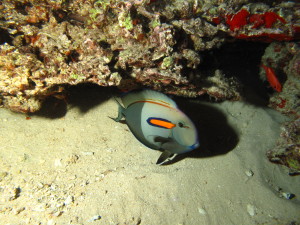 orangeband surgeonfish