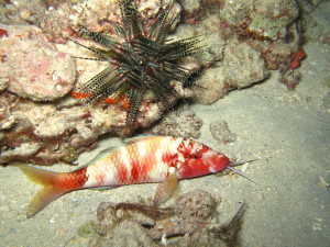 manybar goatfish