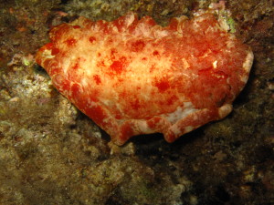 Spanish dancer