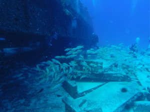 Swimming in the schools
