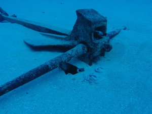 Moray under the anchor!