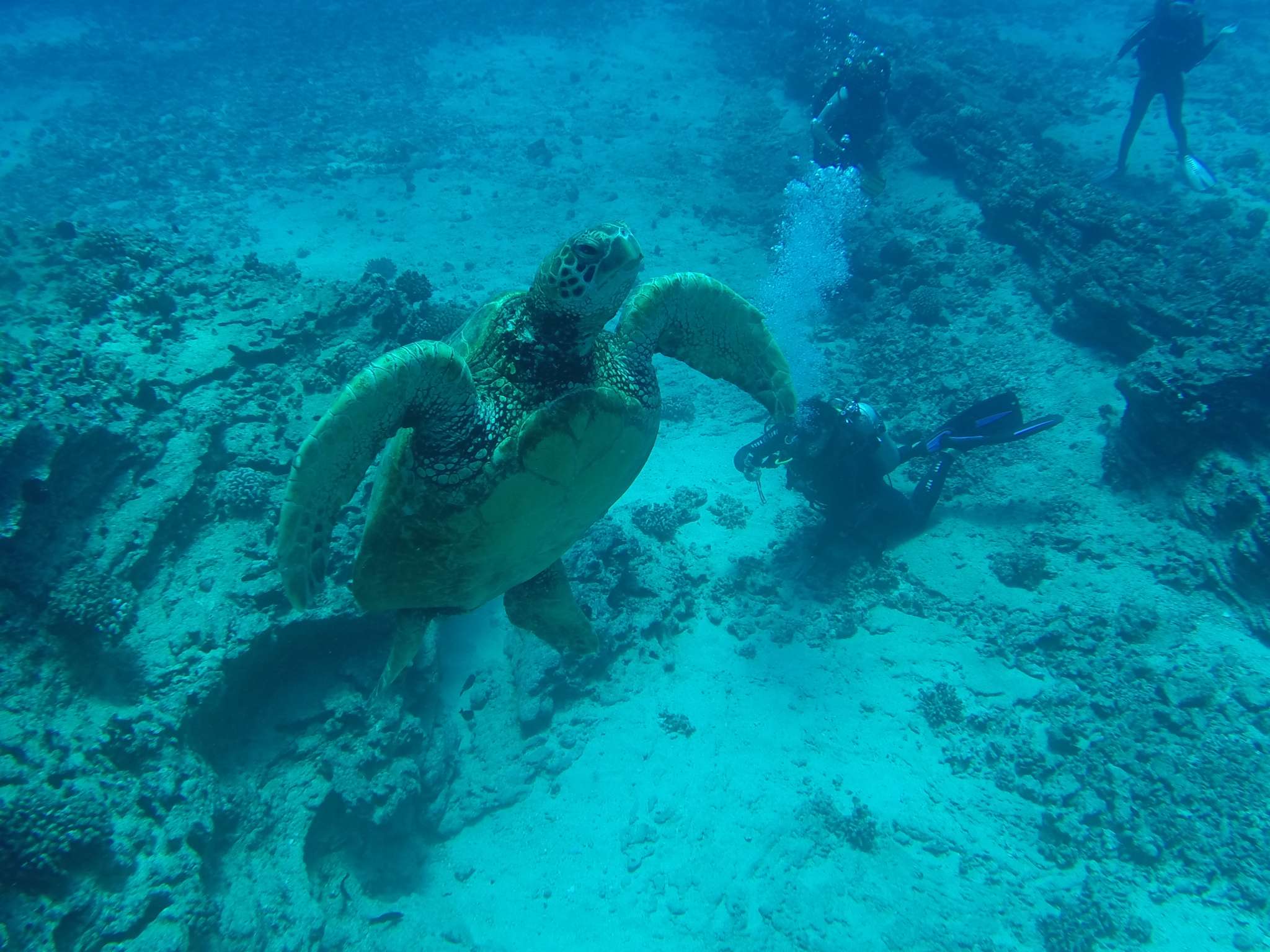 8/22 Kahala: Best Place to Live, Best Place to Dive