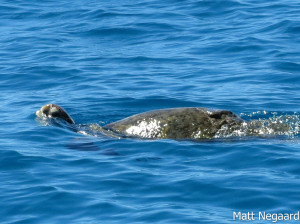 Green sea seen snorkeling on Oahu