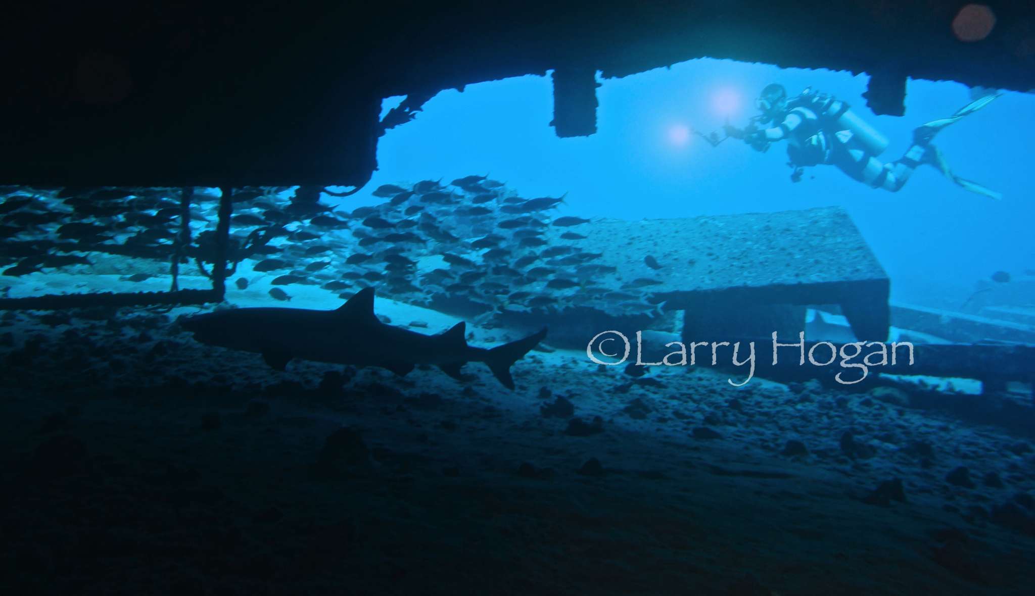 Blak Tips, Eels, and Scorpionfish in our Hawaiian Sea Cave 4 jan