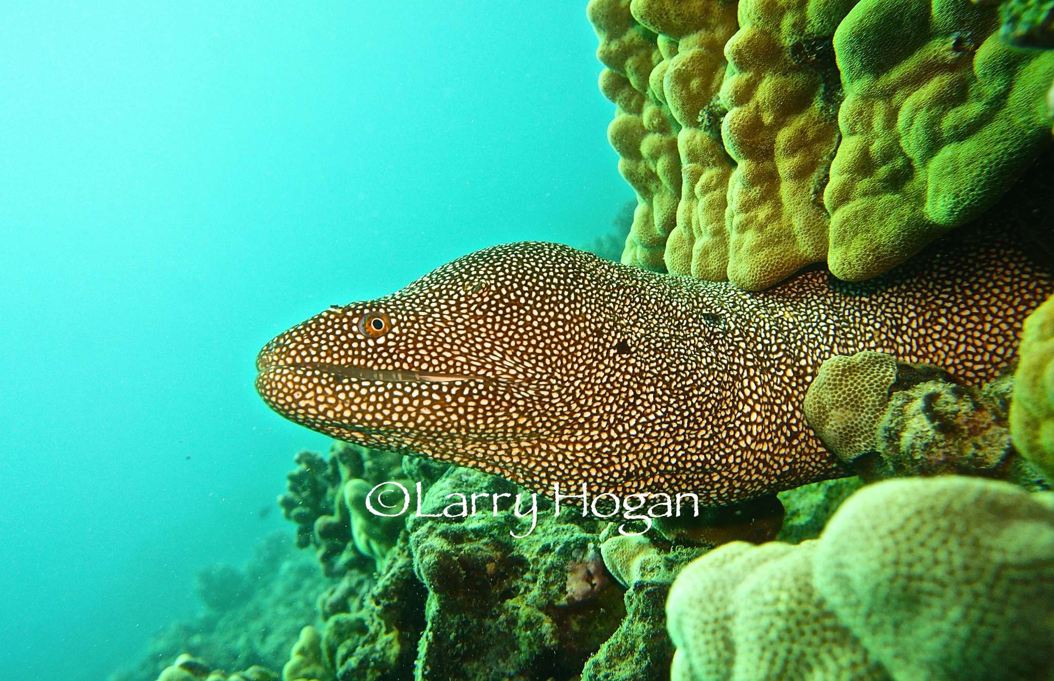 Underwater Photos of Eels, Our Dinosaurs of the Ocean!  5 jan