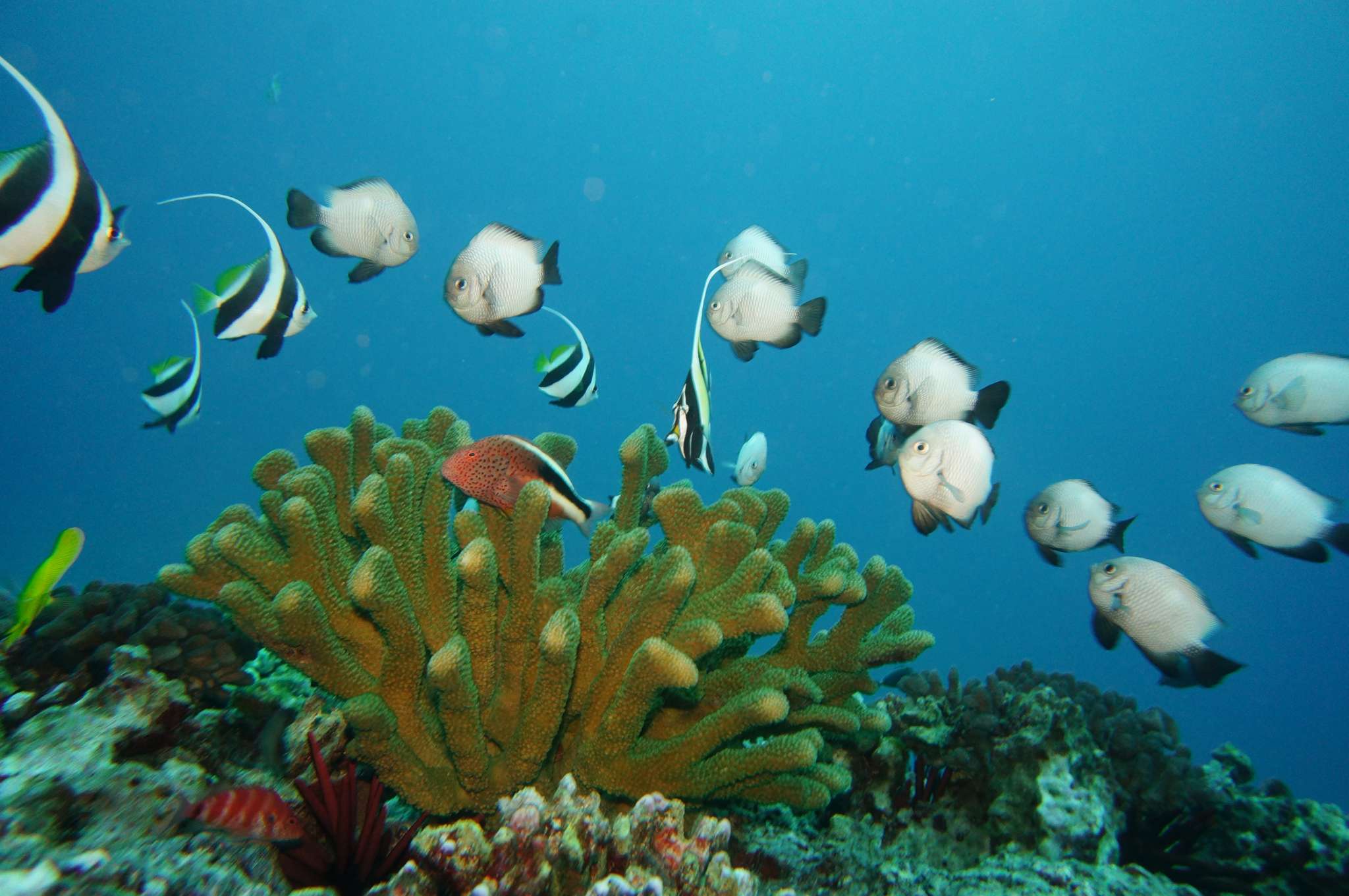 Sandy Beach Dives Always Prove to Impress with Swim Throughs and Underwater Canyons