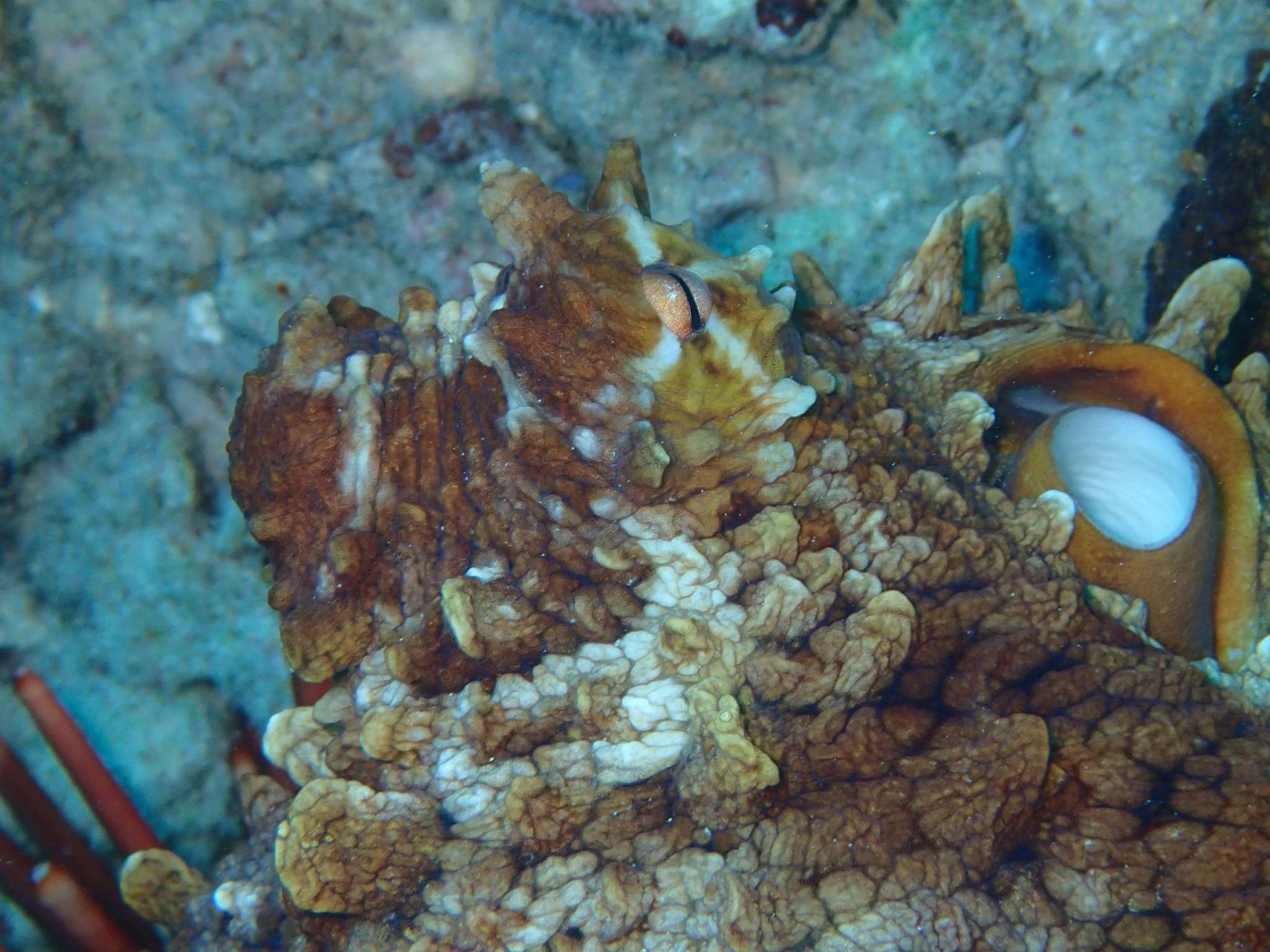 Spitting Caves with its Lava Tubes is One of the Most Spectacular Dive Sites in Hawaii