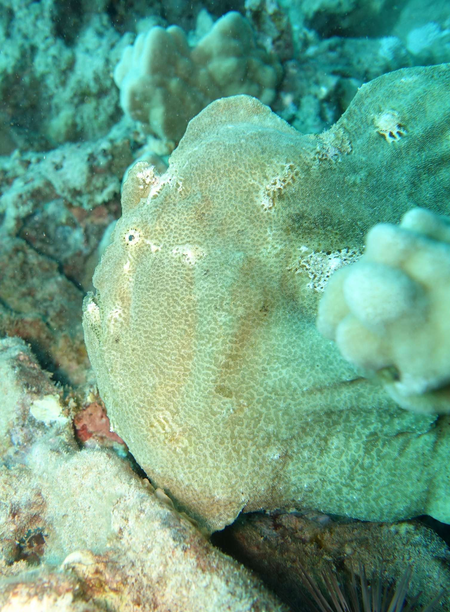 Hawaii’s Epic Underwater Life including Resident Sea Turtles, Scorpionfish, and so much more