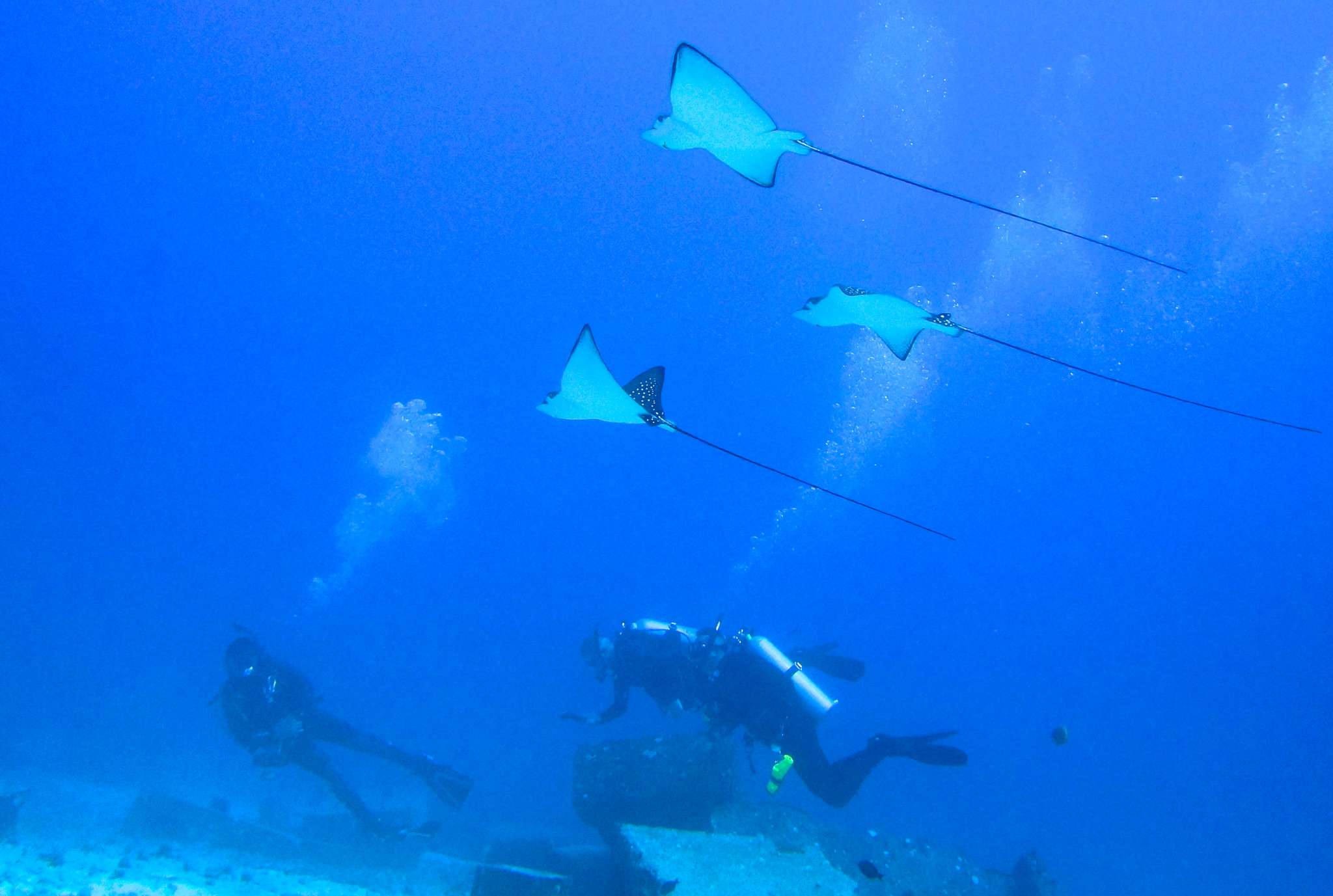EAGLE RAYS LOVE THE LCU WRECK!  7may