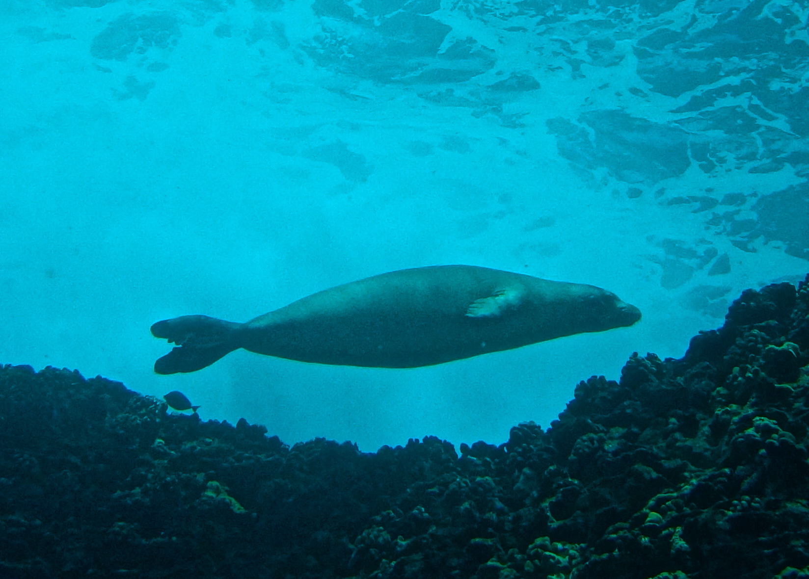 EAGLE RAYS and MONK SEALS   16 may