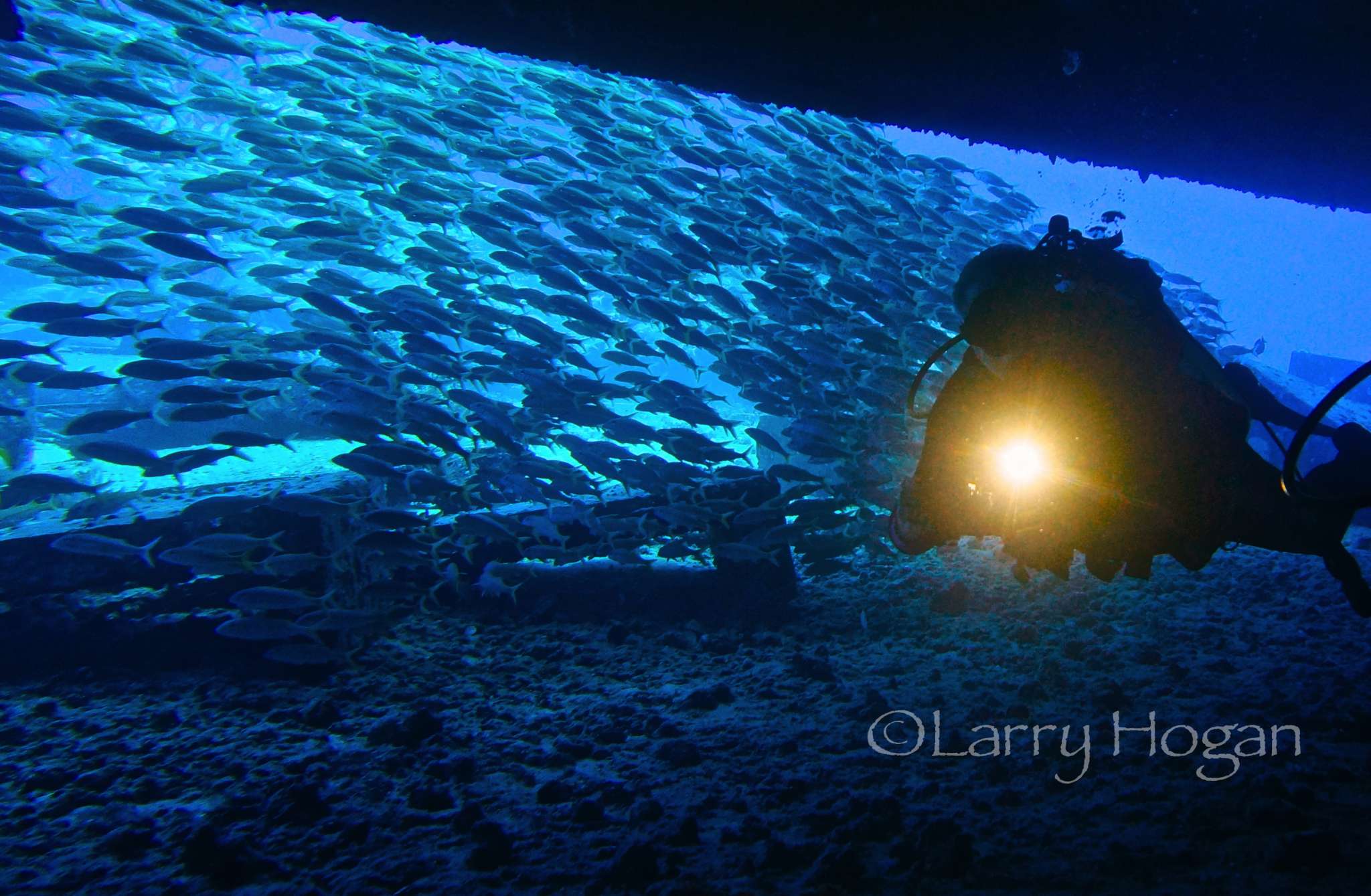 SHARKS IN SEA CAVE  19 may