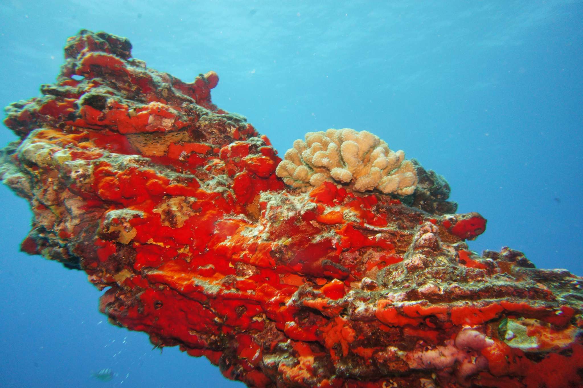Fantasy Reef on Honolulu is always a house full of Hawaiian Green Sea Turtles