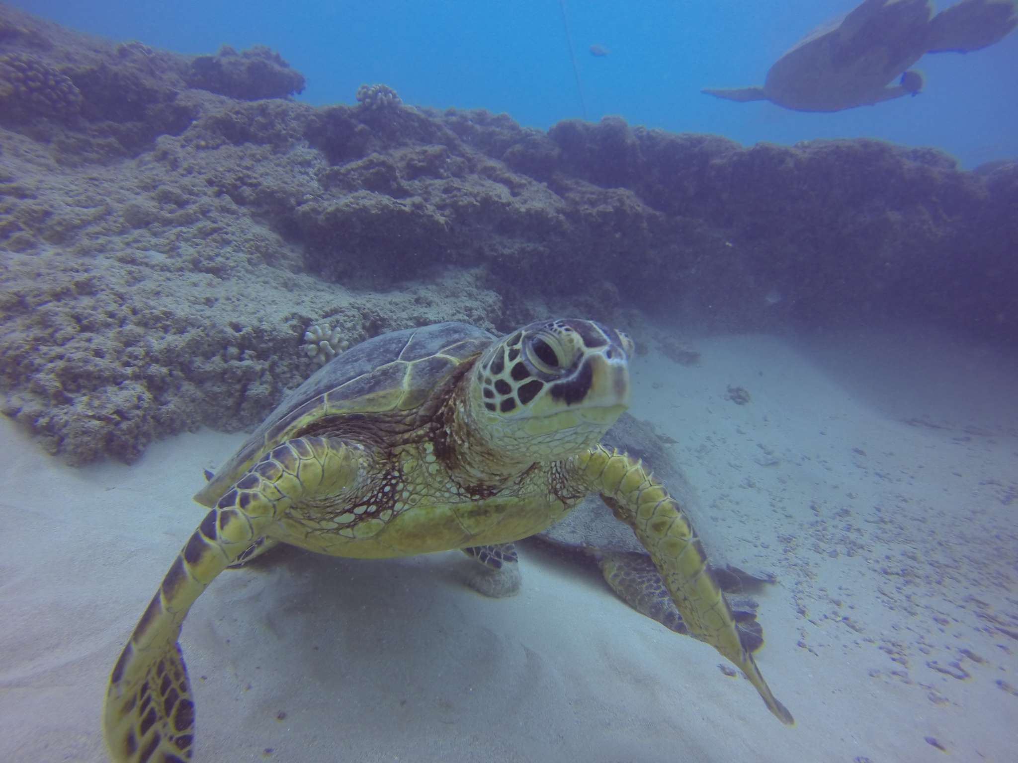 Spiny Lobsters and Scorpion Fish Among the Snowflake Eels in Oahu