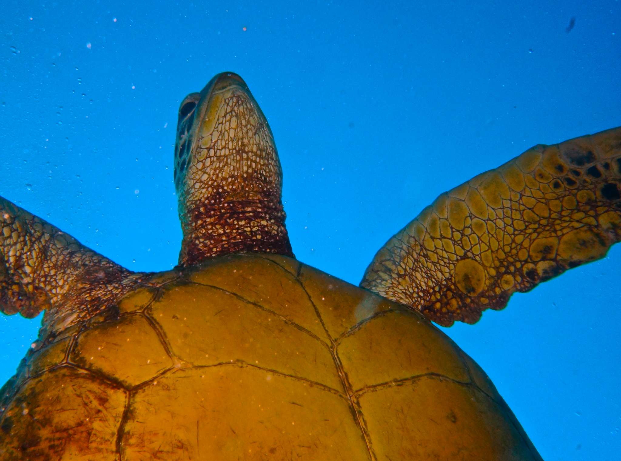 HONU, Hawaiian Green Sea Turtle patrolling on Oahu Dive Sites