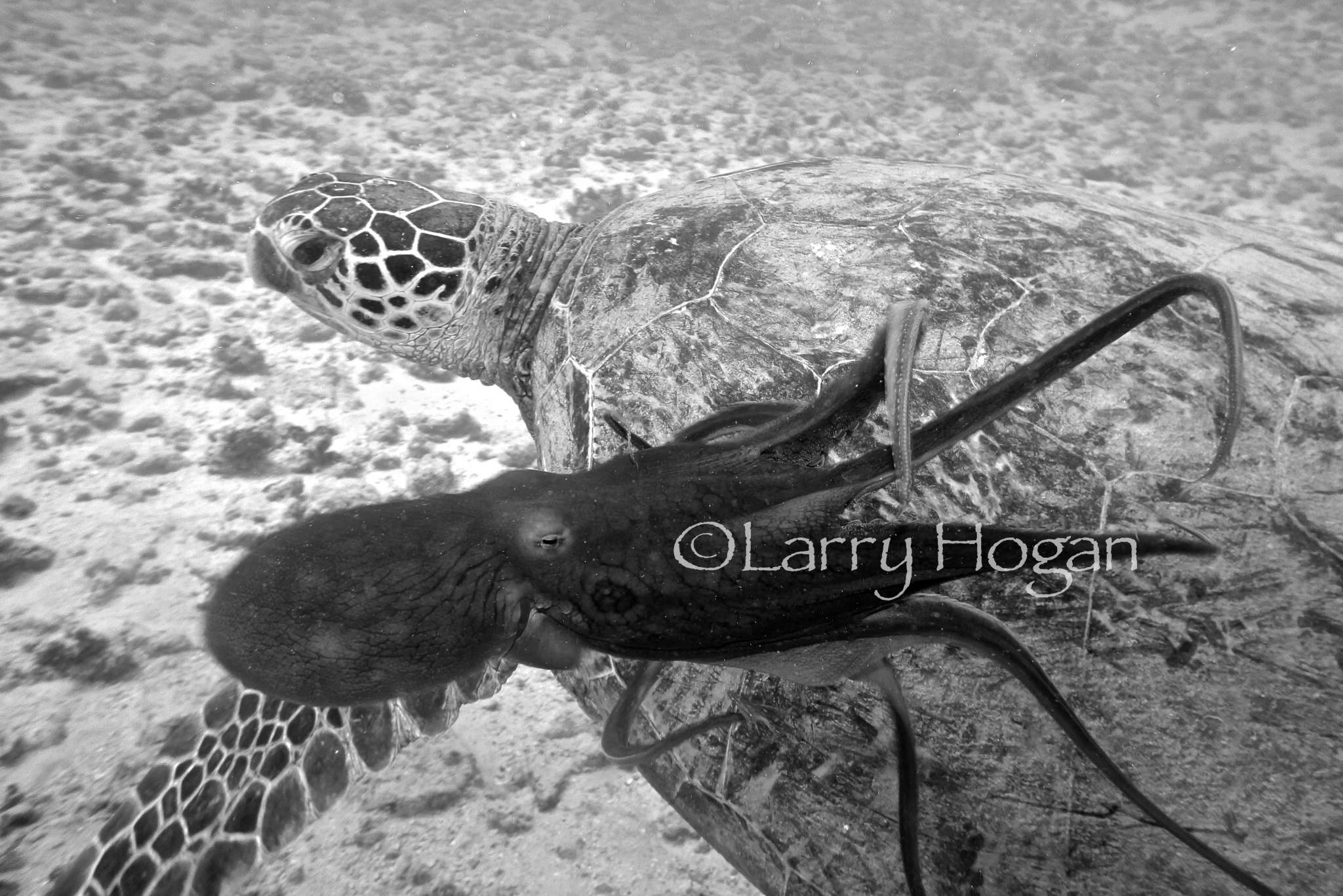 Octopus in the Camera Lens at Our Favorite Dive Site in Honolulu!
