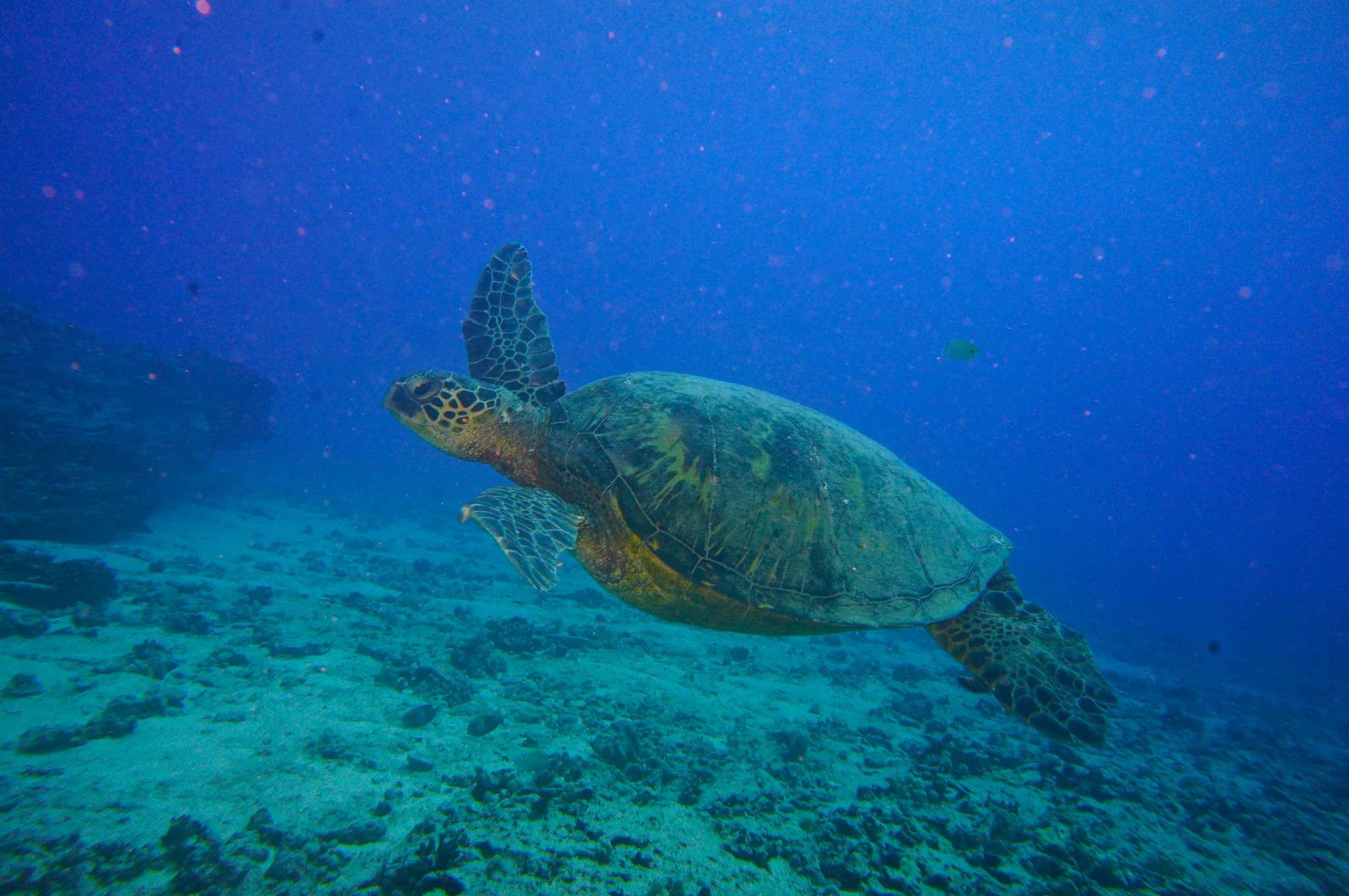 Drift Diving in Waikiki brings many sightings of turtles, reef sharks, and eels
