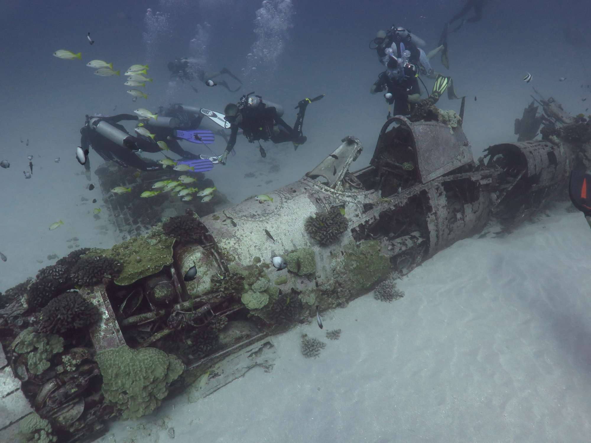 Fantasy reef and Corsair had great visibility for viewing butterfly fish, yellow margin moray and more.