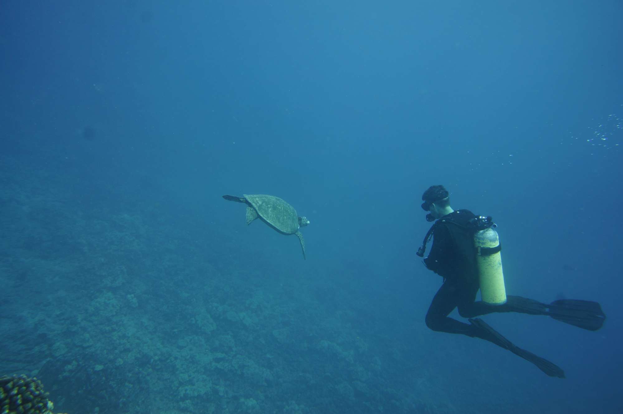 Scuba diving Oahu’s Hanauma Bay!!