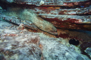 Eels in Oahu