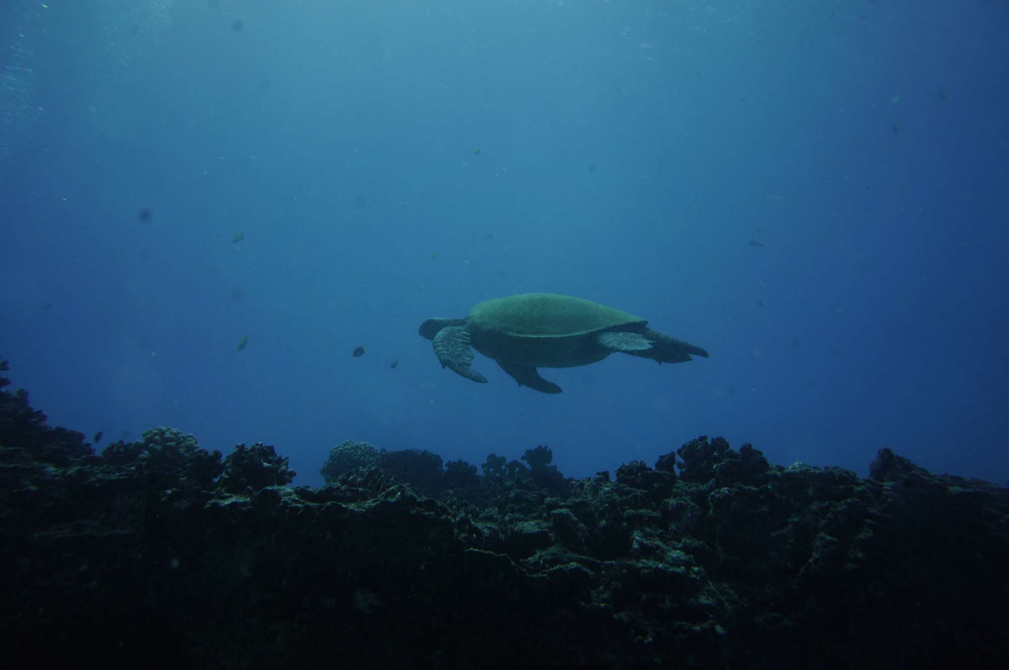 Kahala Barge Scuba diving in Oahu!