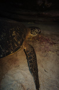 Hawaii, sea turtle, Corsair Wreck Dive 