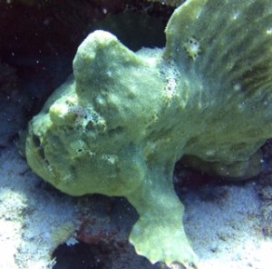 frogfishb