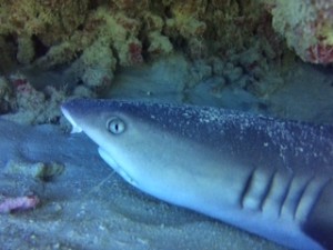 shark