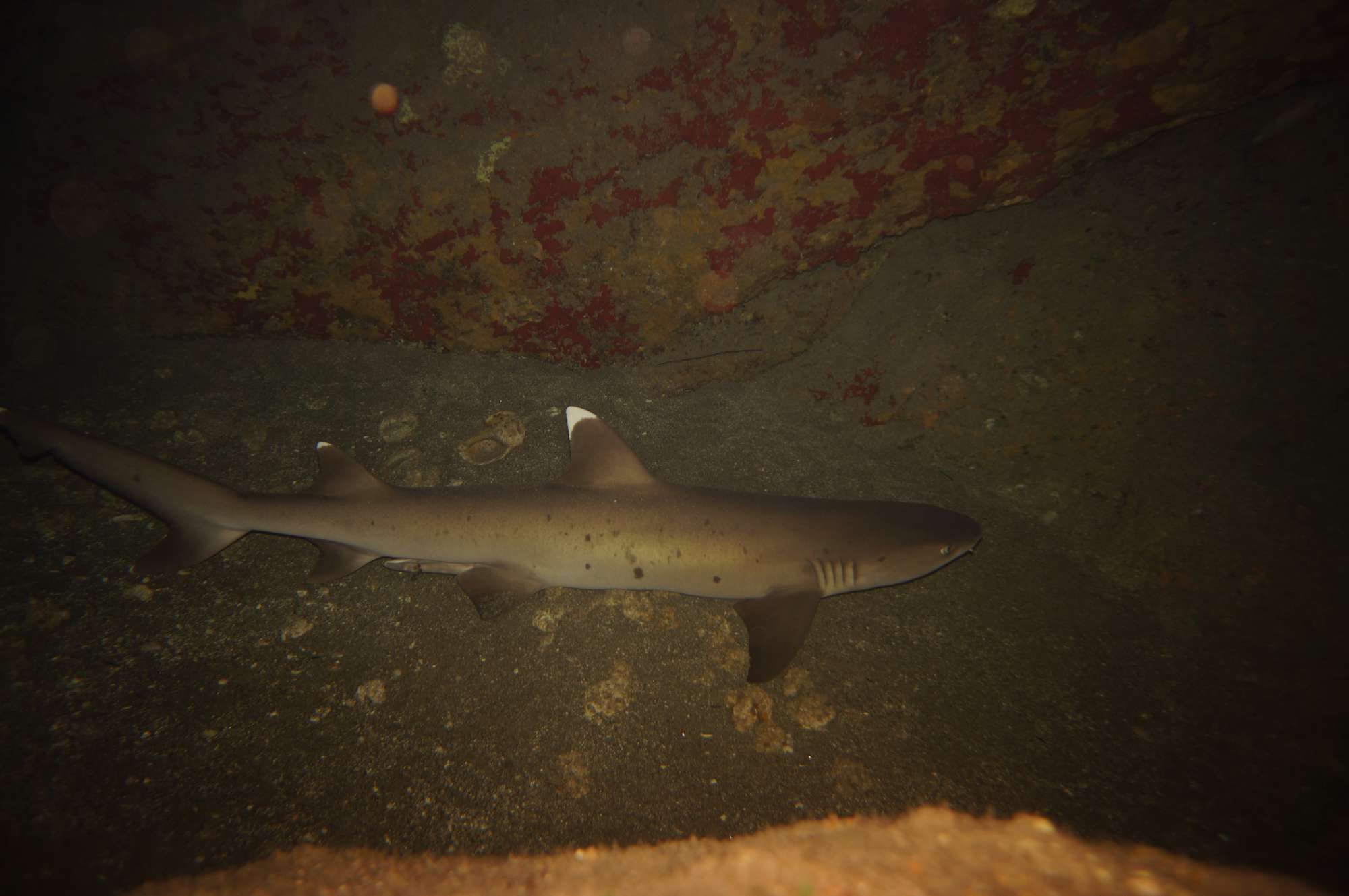 SHARKS AT NIGHT!  Oct 1
