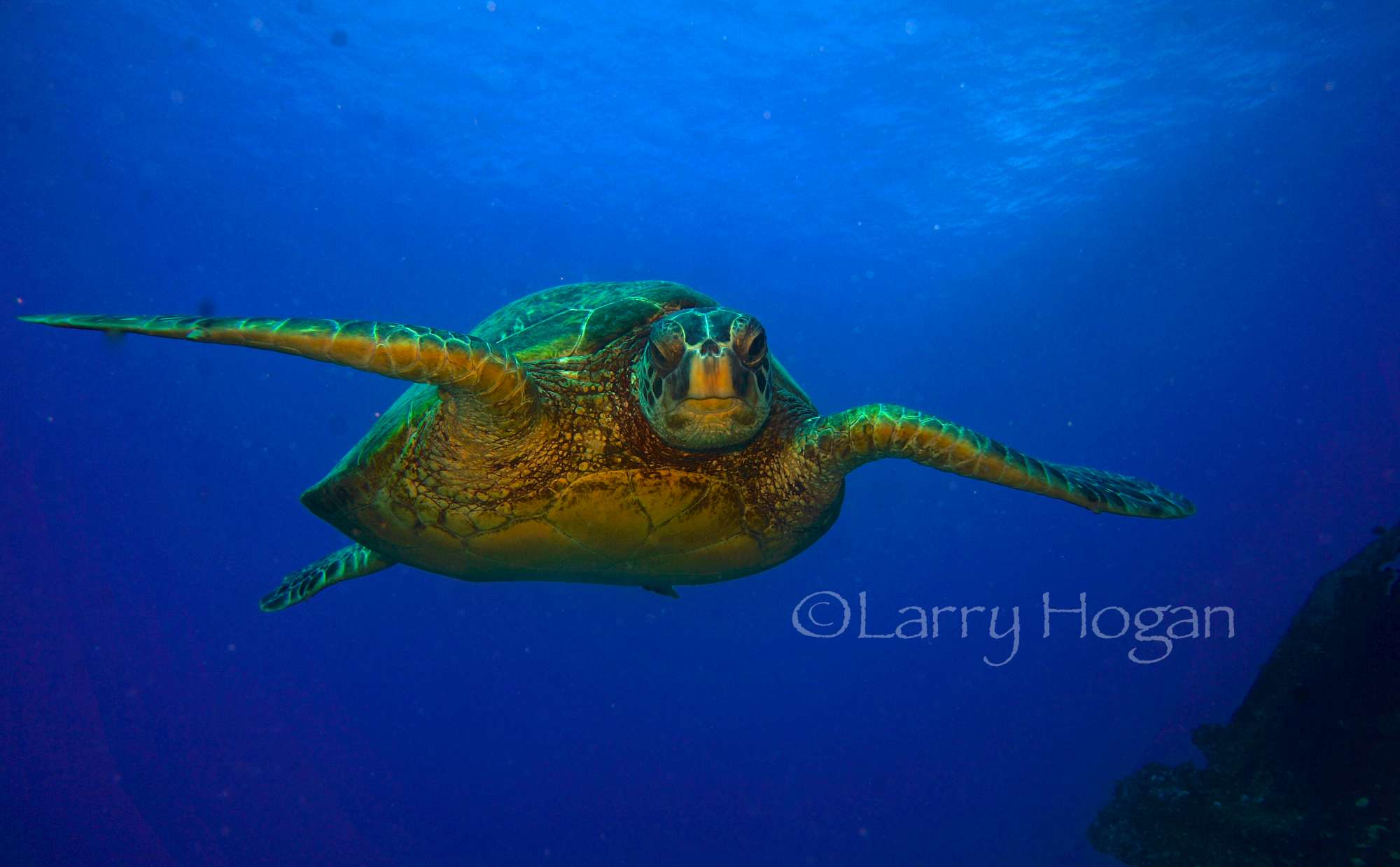 DRIFTING OUTSIDE HANAUMA BAY!!  24 nov.
