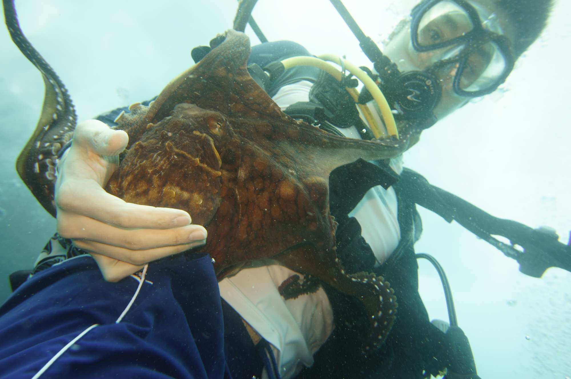 FANTASY REEF IS A REAL TURTLE DIVE !  nov 2