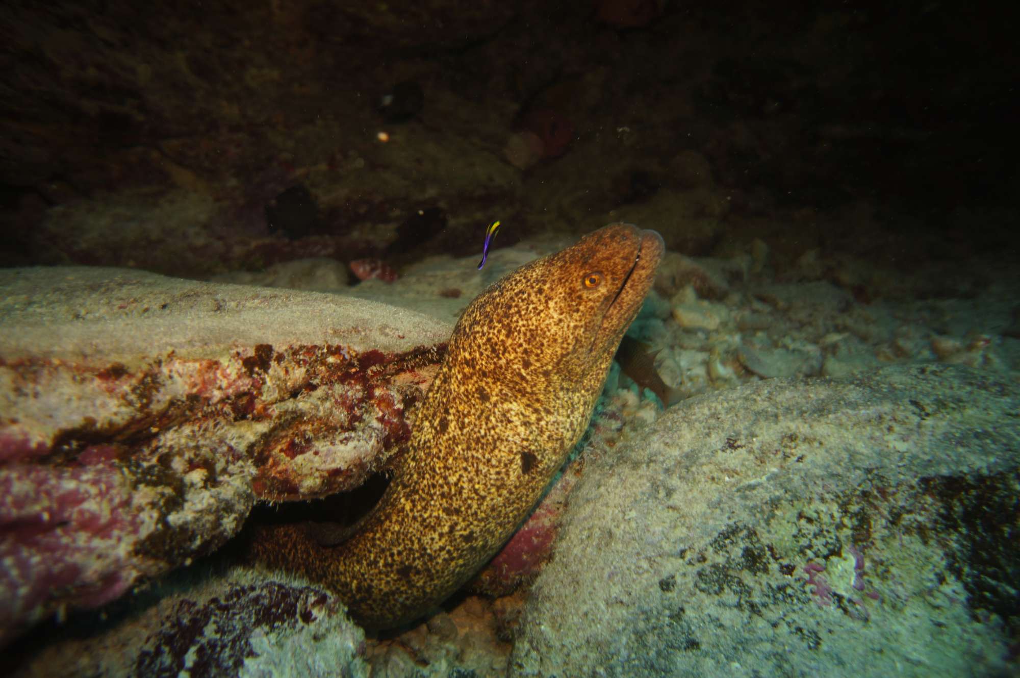 SHARKS AT THE LANDING CRAFT 26 oct