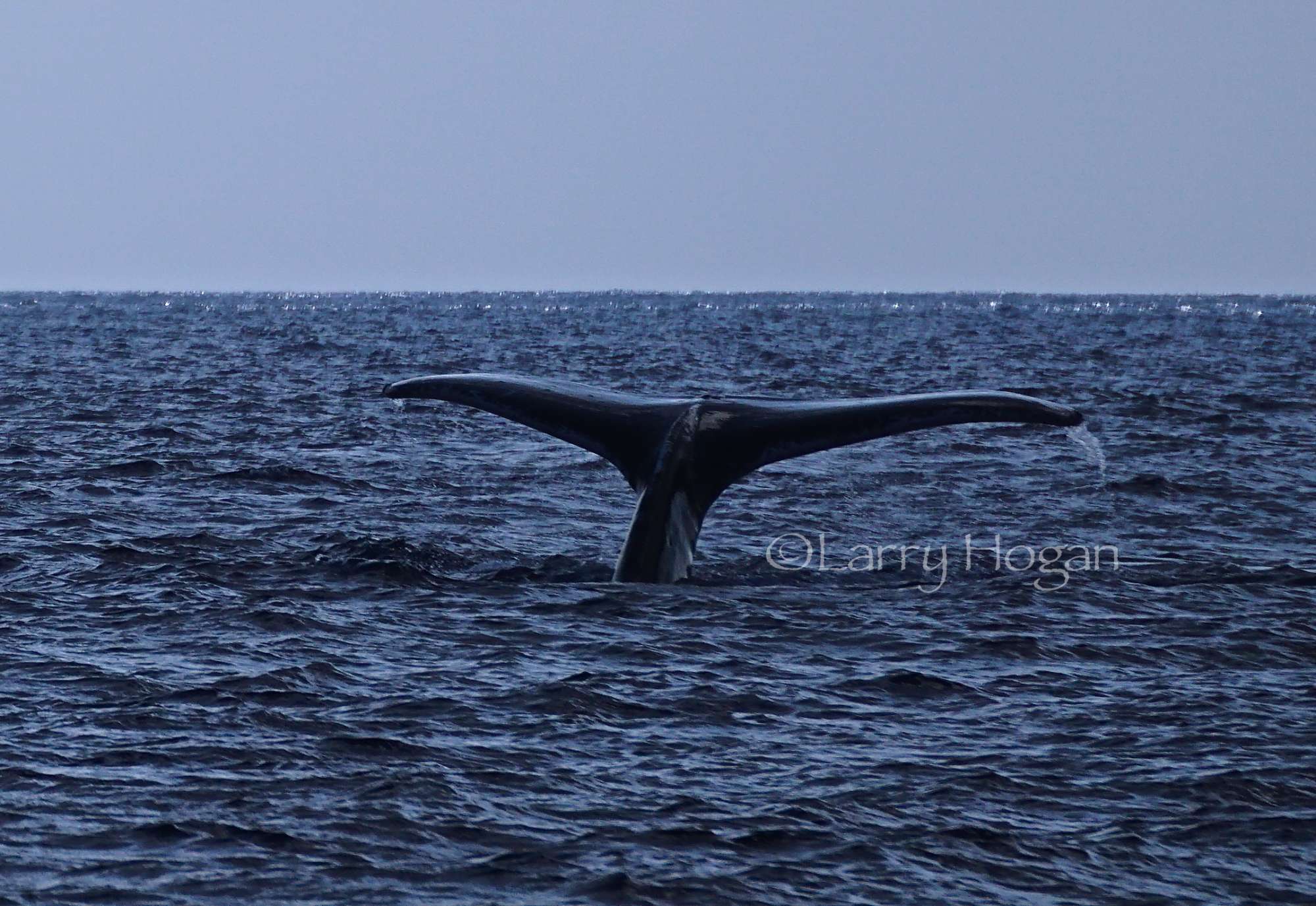 DIVE OR JUST WHALE WATCH? !! 30 Jan