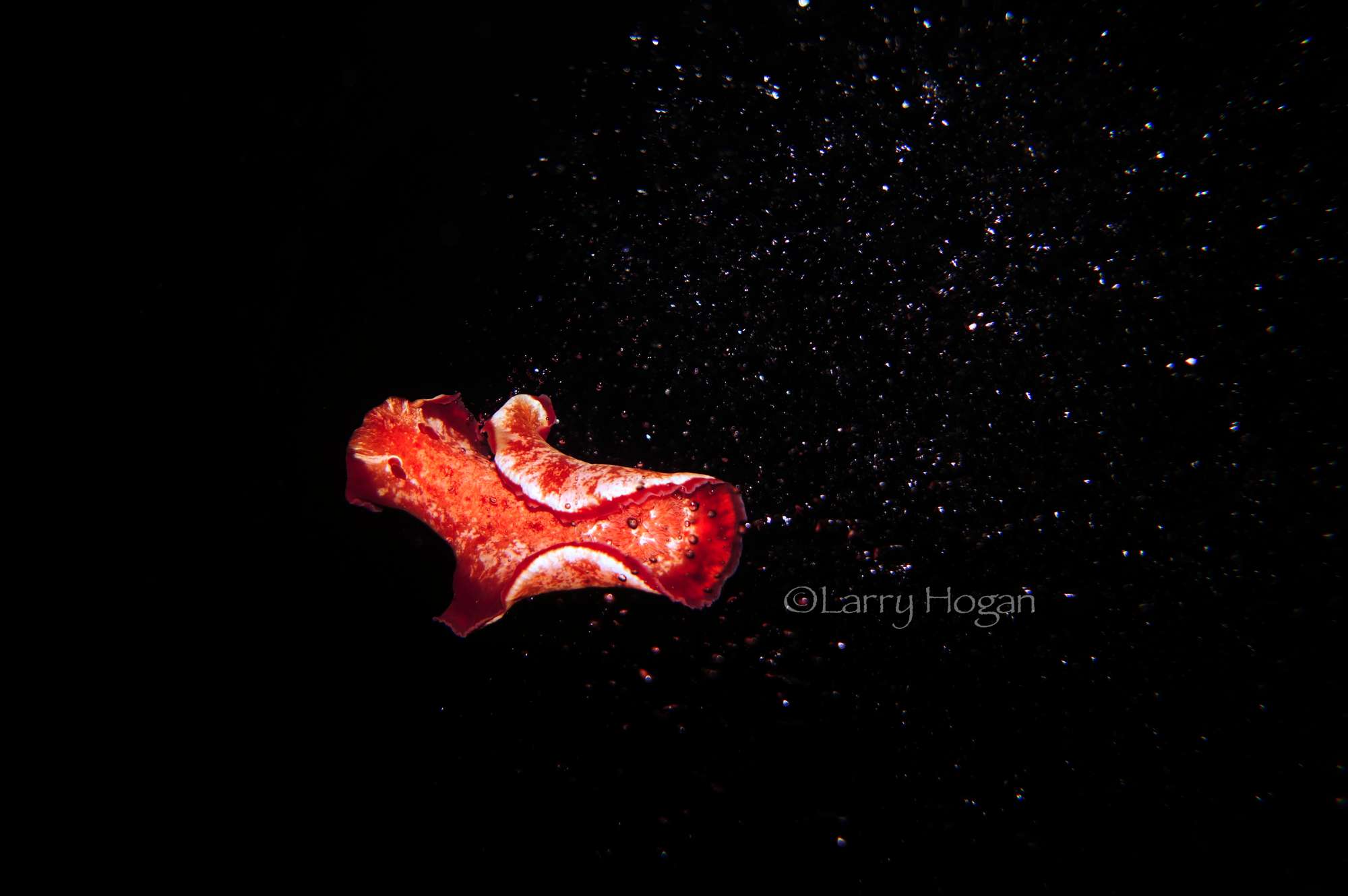 DIVING IN THE DARK!!  12 jan.