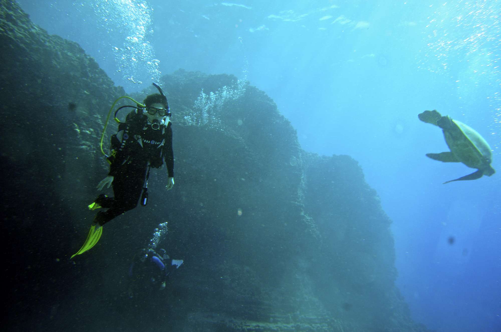 HUMPBACKS WHILE DIVING !!  jan 4