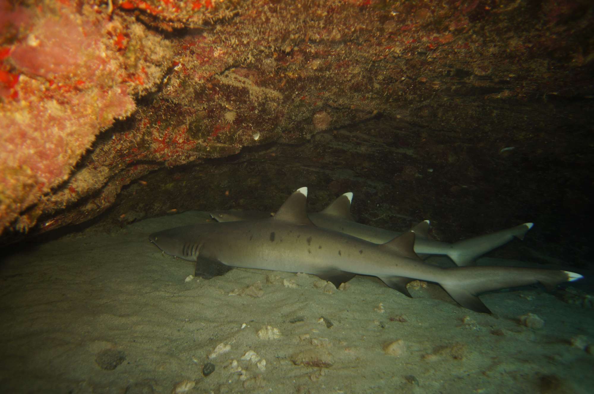 YOU ARE NOW ENTERING THE SHARK ZONE!  17 march