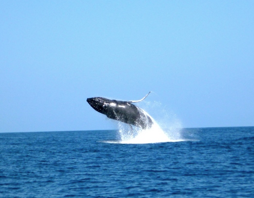 WHALES CELEBRATE LEAP DAY !! 28 feb