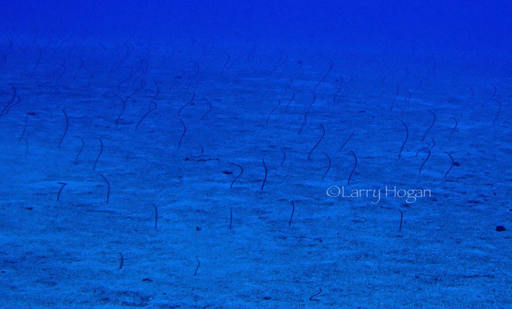 SURROUNDED BY A THOUSAND EELS !!   6 july