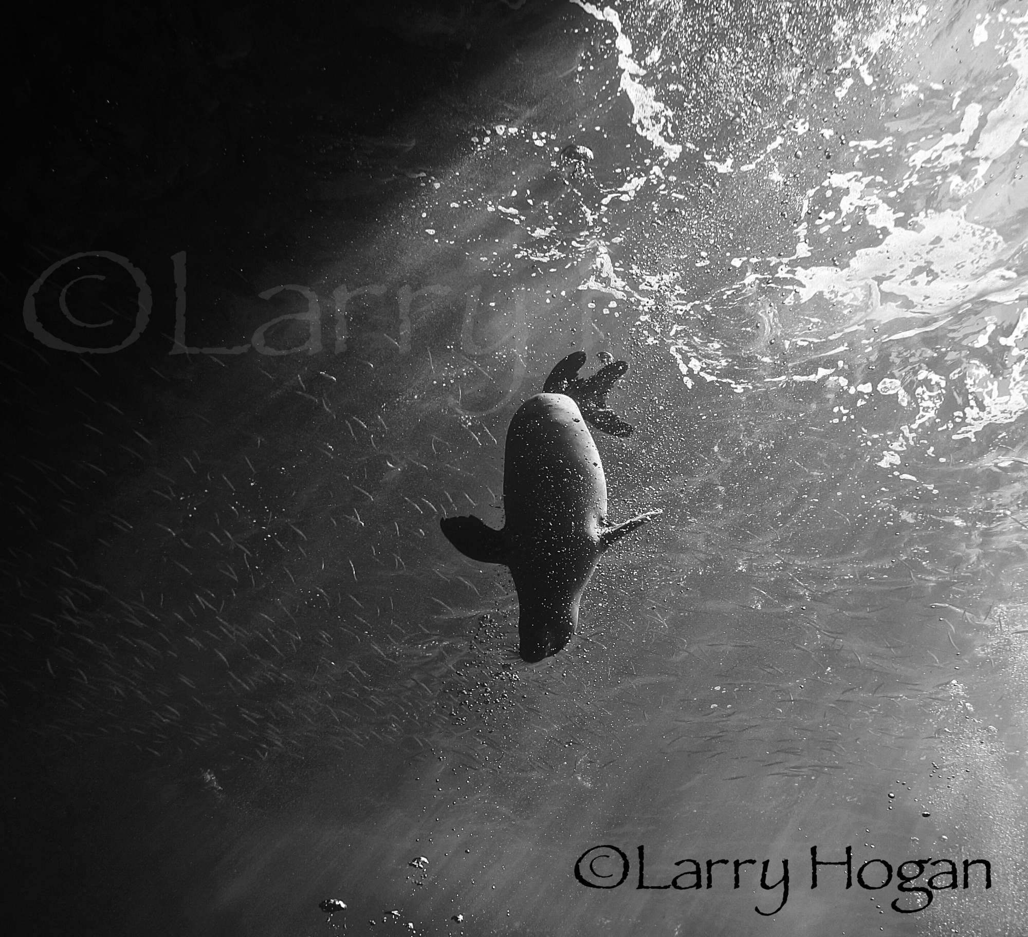 LURE OF THE MONK SEAL !!  july 14