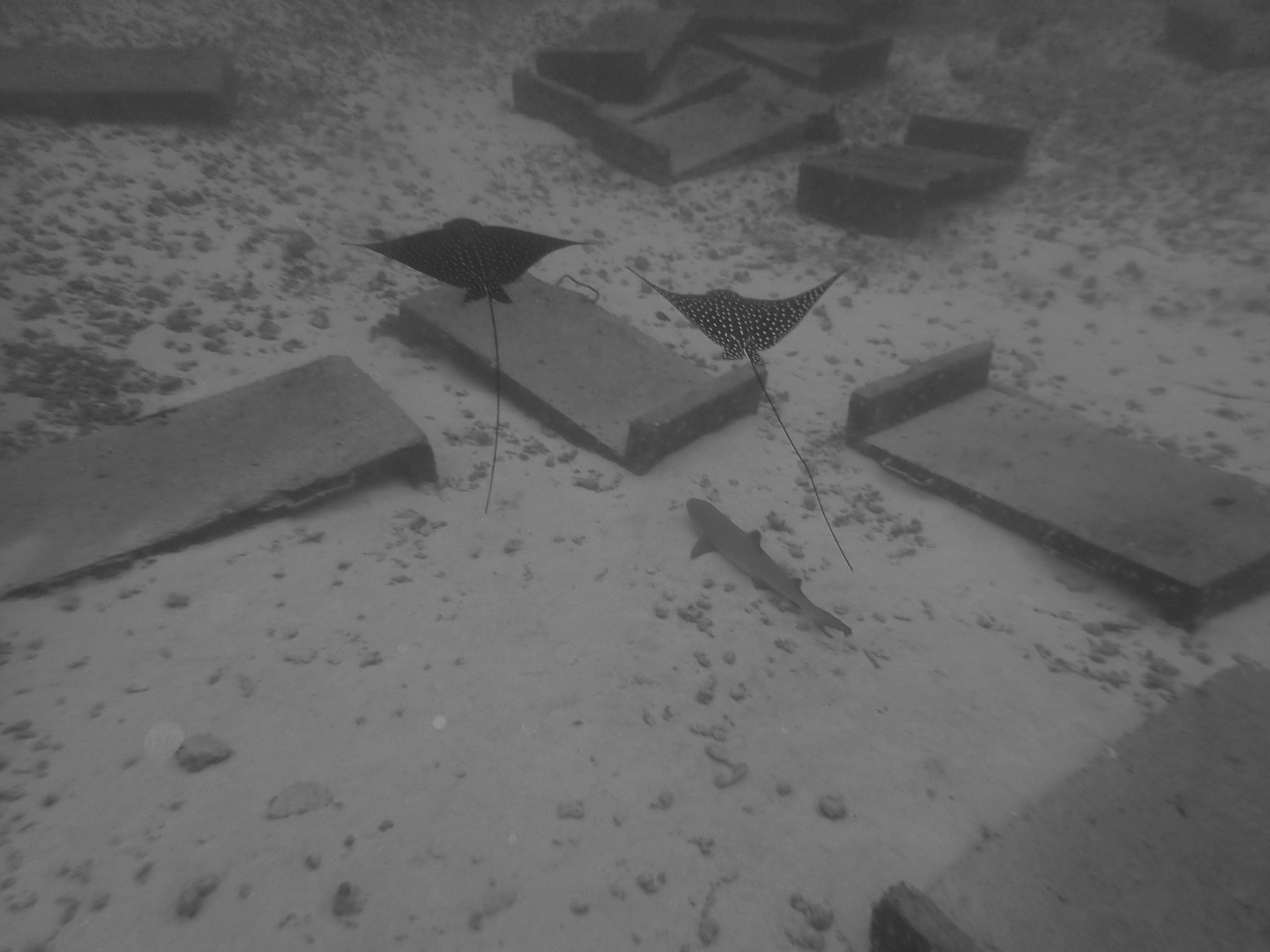 Shark, Rays, Eels, Oh My Monday!  AM 1/30