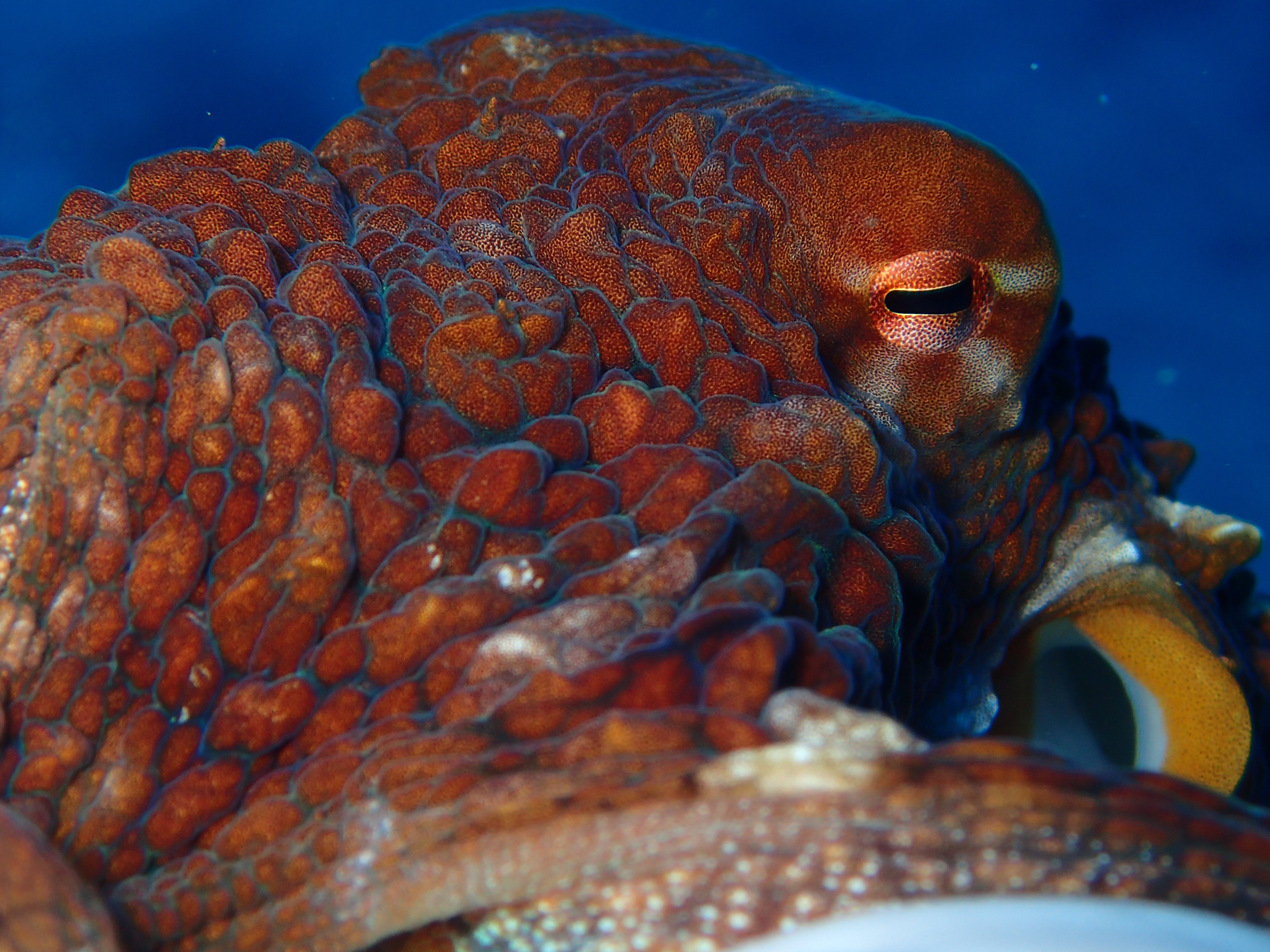 Fantastic Mother’s Day Dives! 5/14