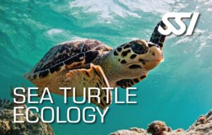Sea Turtle Ecology Course